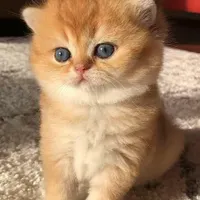 بچه گربه های اشرافی وارداتی ( مجموعه ایران کتز)