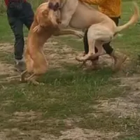 سگ سرابی با اصالت|سگ|کرمانشاه, |دیوار