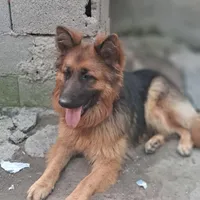 سگ ژرمن جهت واگذاری