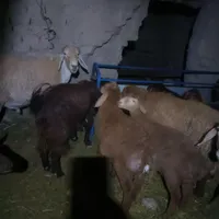 میش نژاد اصلاح شده دوقلوزا