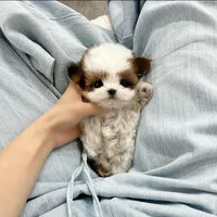 توله سگ شیتزو مینی