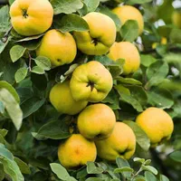 نهال بِه ،، ارقام نهال بِه