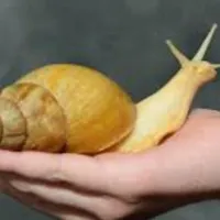 حلزون اچانتیا