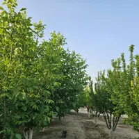 باغ و باغچه160متری /آب و برق/سند عرصه و عیان|فروش زمین و ملک کلنگی|تهران, امیریه|دیوار