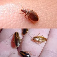 سمپاشی ساس سوسک سم موش با مجوز