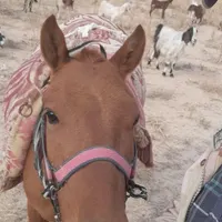 اسب نر|اسب و تجهیزات اسب‌سواری|آشخانه, |دیوار