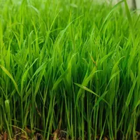 با سلام توم نشا هاشمی پر پشت و یک دست