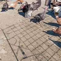بوقلمون برنز|حیوانات مزرعه|ماهدشت, |دیوار