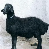 گوسفند زنده بره نر بهداشتی با قصاب