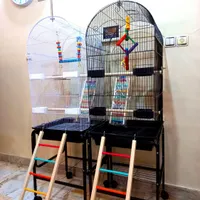 قفس1032و1033و1046 بزرگ1متری کاسکو عروس هلندی پرنده