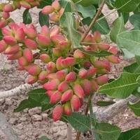 پیوندک اکبری و...احمد اقایی