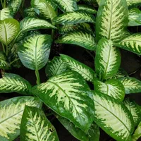 گیاه دیفن باخیا زامفولیا شامادورا پتوس آگلونما