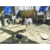 تخم‌ مرغ گلین لری.نطفه دارخال نامنظم|حیوانات مزرعه|خمینی‌شهر, |دیوار