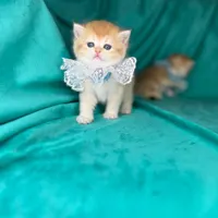 بچه گربه اصیل