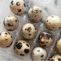 پک دکمه دار برای بسته بندی تخم بلدرچین