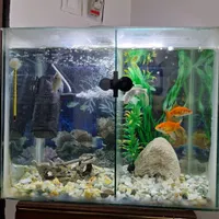 اکواریوم با ماهی