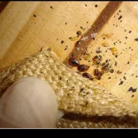 سمپاشی سمپاش ساس سوسک کنه موش سم پاشی فقط با1جلسه