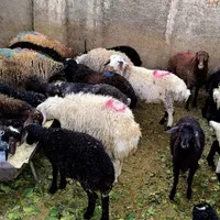 فقط تامُحَّرم*زیر فی بازار/دام زنده*نصفه گوشت/خونی|حیوانات مزرعه|مشهد, عبادی|دیوار