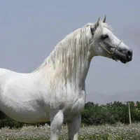 پانسیون (باشگاه سوارکاری) آموزش سوارکاری