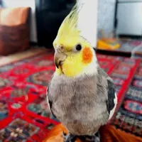 دو عدد عروس هلندی نر و ماده|پرنده|مشگین شهر, |دیوار