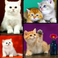 حر ا ج بچه گربه های بریتیش/اسکاتیش/چین چیلا/گلد|گربه|تهران, مرزداران|دیوار
