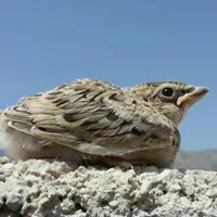 جوجه سهره خاکی