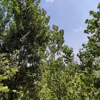 جذب سرمایه گذار برای کلبه سوئیسی|مشارکت در ساخت املاک|بابل, |دیوار
