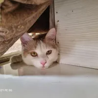 گربه نارنجی آرام و دوست داشتنی