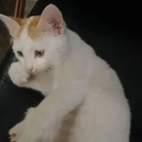 کوچیلی بازیگوش