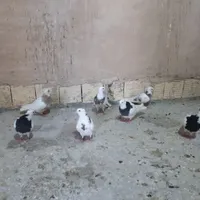 جوجه طوقی|پرنده|خمینی‌شهر, |دیوار