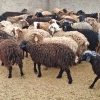 گوسفند باغستان عظیمیه گلشهر گوهردشت زنده کرج