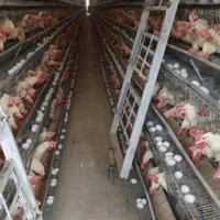 ۱۰۰۰عدد مرغ تخمگذار و زنده و دان مرغ