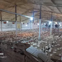 فروش مُرغ داری ۳۰ هزار تایی