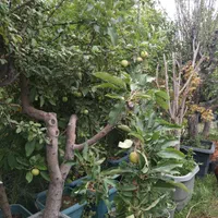 نهال درخت سیب فروشی گلدانی درگلدان بارده باردار