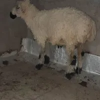 بره نر
