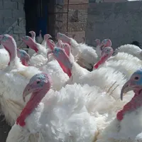 کشتار وزنده از تولید به مصرف بوقلمون ارگانیک|حیوانات مزرعه|بیرجند, |دیوار