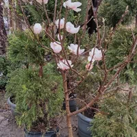 نهال درخت گل وگیاه حیاط باغچه ای فروشی گلدار دار