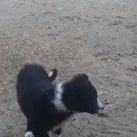 سگ گمشده