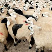 بره نر قلم آبی گوشتی گوسفند زنده|حیوانات مزرعه|قم, میرزائیه|دیوار