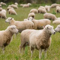 دام شرق طهران