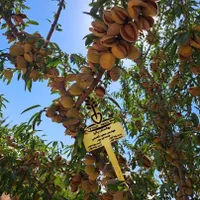 نهال های پربار وضمانتی در نهالستان پالیزنهال