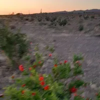 فروش زمین باغی  ۴۸۶ متری در حسن‌آباد فشافویه|فروش زمین و ملک کلنگی|تهران, حسن‌آباد|دیوار