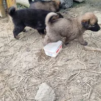سگه گله