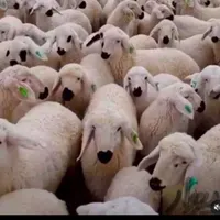 گوسفند زنده بره قوچ اردبیل شبانه روزی|حیوانات مزرعه|تهران, مهرآباد جنوبی|دیوار