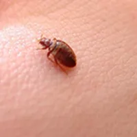 سمپاشی ساس سوسک کنه سم پاشی یک جلسه ریشه کن تضمین