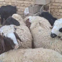 بره بزغاله گوسفند میش بز چاق کوهستان|عمده‌فروشی|شاهین‌شهر, فردوسی|دیوار