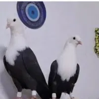گمشده