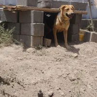 واگذاری سگ نگهبان