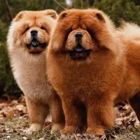 توله سگ چاوچاو(چوچو)۶۰روزه