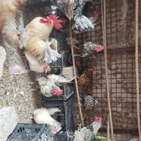 فروش تخم نطفه دار و مرغ میناتوری اصل